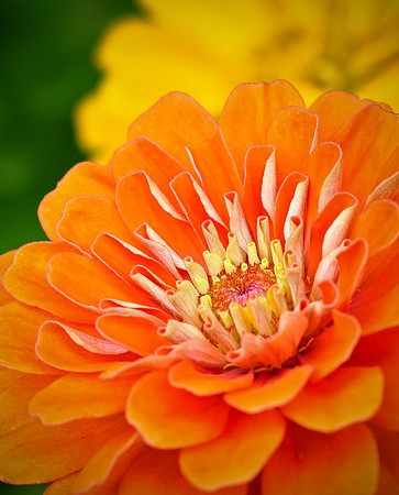 Orange and Yellow