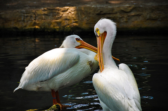 White Pelicans