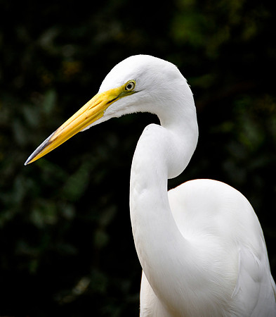 Egret