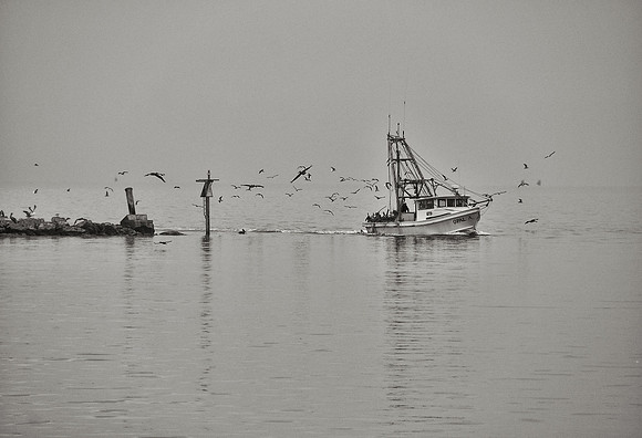 Shrimp Boat