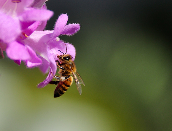 Bee