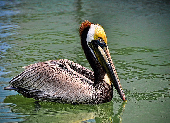 Pelican