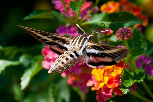 White-Lined Sphinx Hummingbird Moth