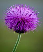 Purple Flower