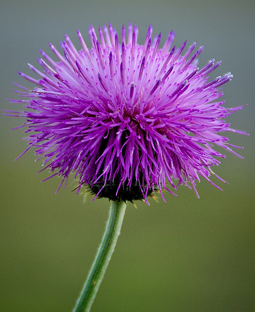 Purple Flower