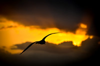 Dare to Soar!