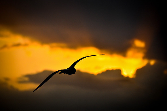 Dare to Soar!