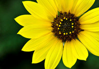 Sunflower...