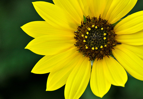 Sunflower...